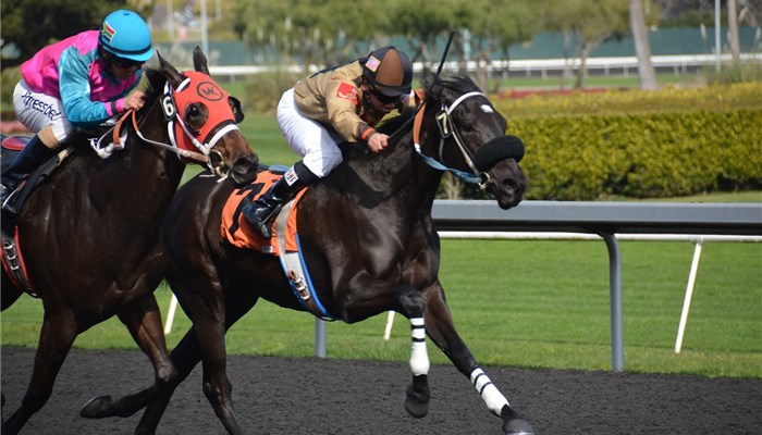 競馬で2頭の馬が競っている